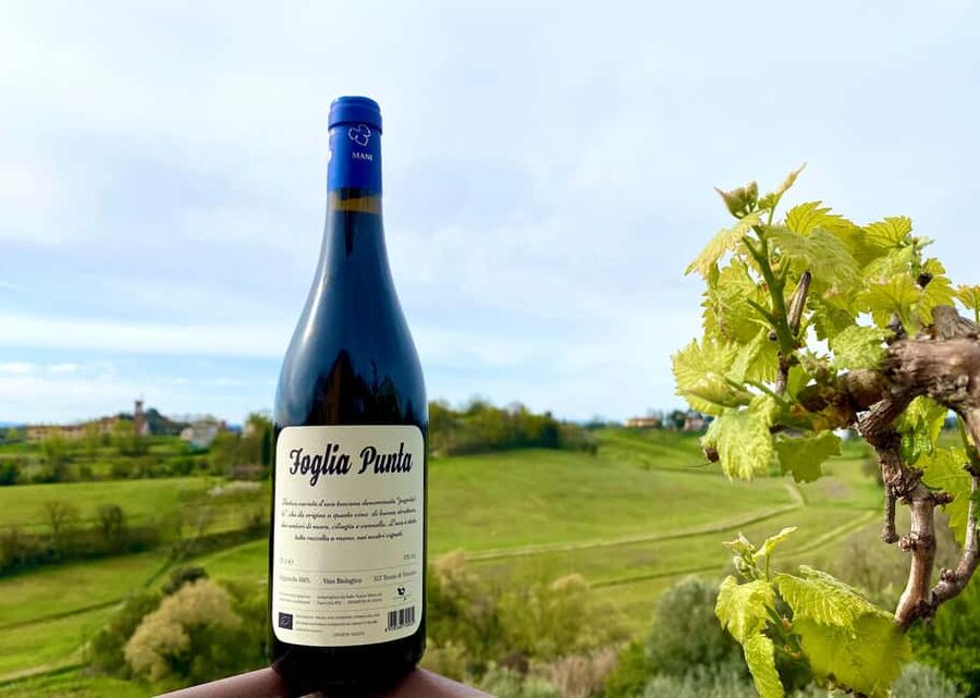 Florence: Countryside Tour with Wine Tasting & Pasta Class - Five wines in the cellar, with food on the side