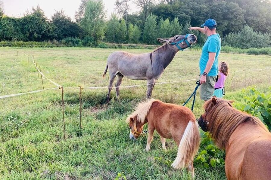 Florence: Countryside Tour with Wine Tasting & Pasta Class - Who should book, and who should skip it