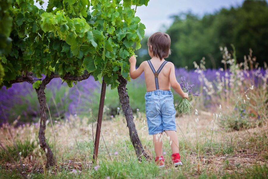 Florence: Wineries, Tastings, Lunch & San Gimignano Day Trip - What the $223 price includes
