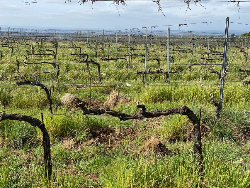 Frascati: Tour in E-Bike with Wine Tasting - Why Frascati works so well for an e-bike tour