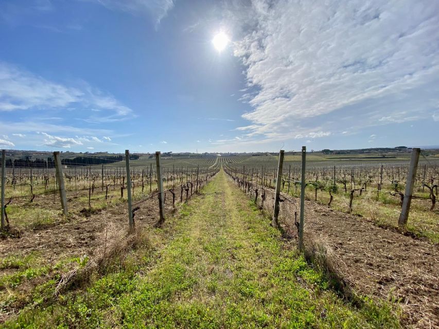 Frascati: Tour in E-Bike with Wine Tasting - Vineyards, cellars, and Frascati Superiore