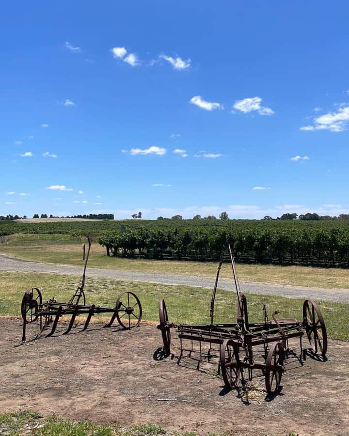 From Adelaide: Barossa to Hahndorf Wine Tasting and Lunch - The drive through the Barossa Valley