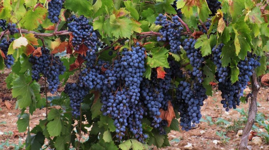 From Aix-en-Provence: Côtes de Provence Wine Tour - Should you book this Aix wine tour?