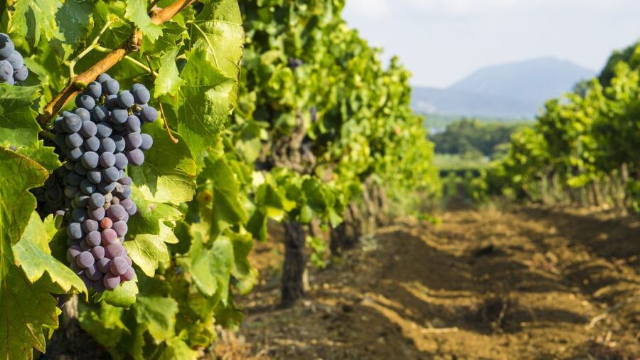 From Aix-en-Provence: Half-Day Wine Tour - From Aix to the Côtes de Provence vineyards