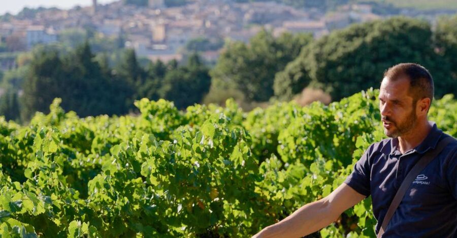 From Avignon: Châteauneuf du Pape Half-Day Wine Tour - The Pope’s summer residence and the best photo stop