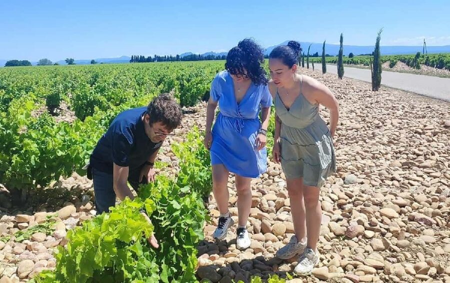 From Avignon: Châteauneuf du Pape Half-Day Wine Tour - What you actually get for $112