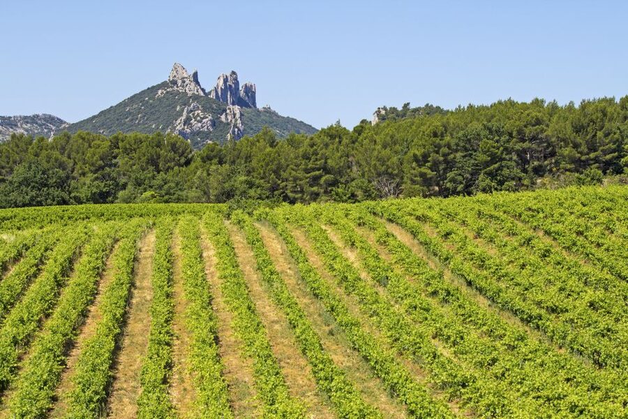From Avignon: Half-Day Great Vineyards Tour - Why this Côtes du Rhône trip works so well