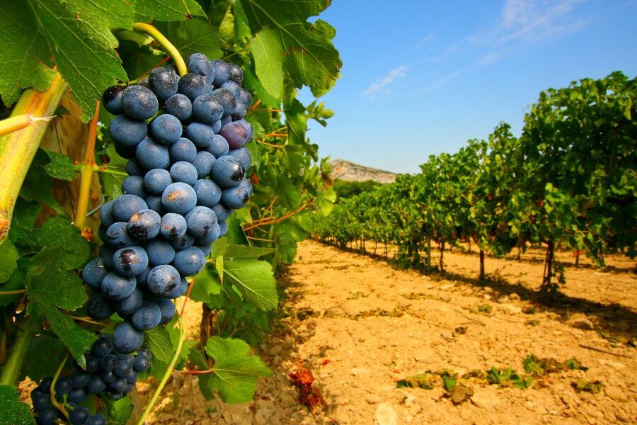 From Avignon: Half-Day Great Vineyards Tour - Meeting in Avignon and heading north