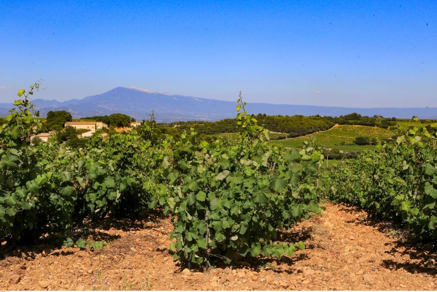 From Avignon: Half-Day Great Vineyards Tour - Châteauneuf-du-Pape and the cellar experience
