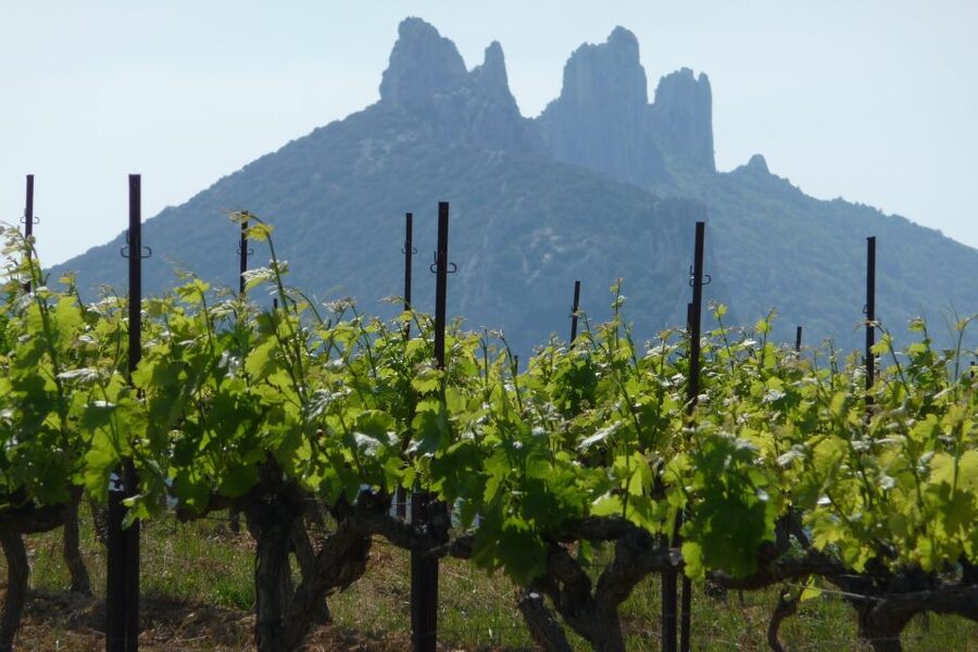 From Avignon: Half-Day Great Vineyards Tour - What happens at the wineries