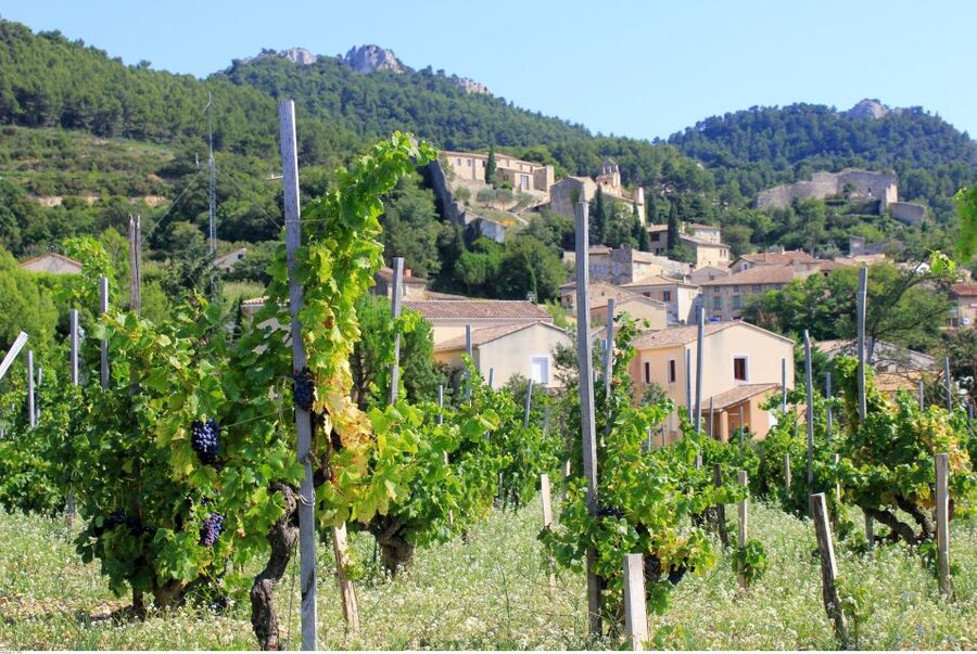 From Avignon: Half-Day Great Vineyards Tour - The guides make or break the afternoon