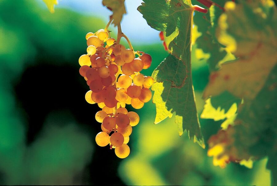 From Avignon: Half-Day Great Vineyards Tour - Who should book this tour?