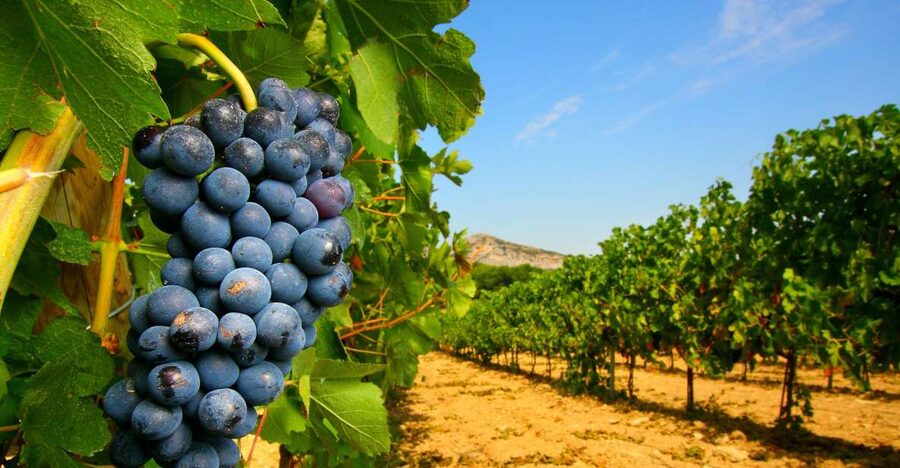 From Avignon: Half-Day Great Vineyards Tour - Gigondas, Séguret, and the Dentelles de Montmirail