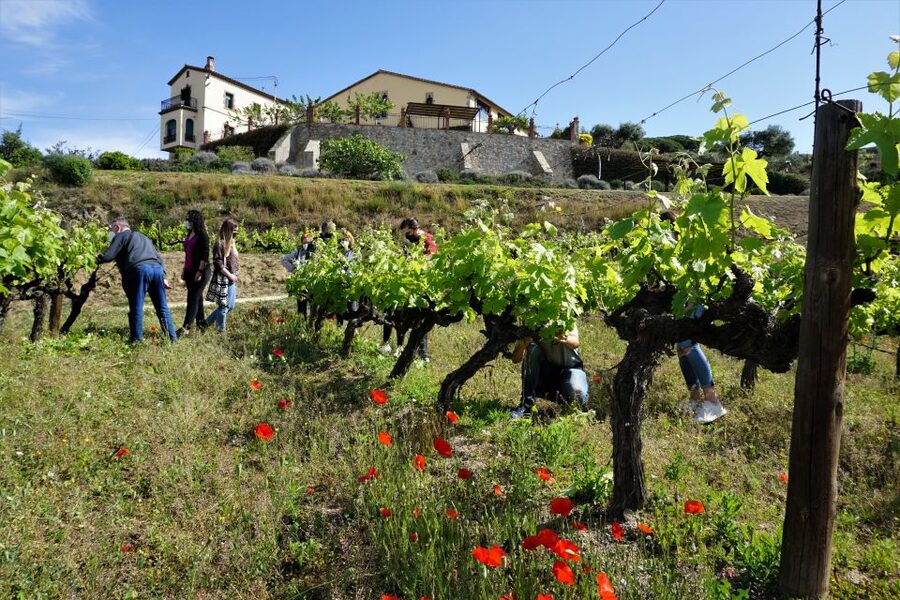 From Barcelona: E-Bike and Sailing Tour with Wine Tastings - The Alella vineyard and 1.5-hour tasting