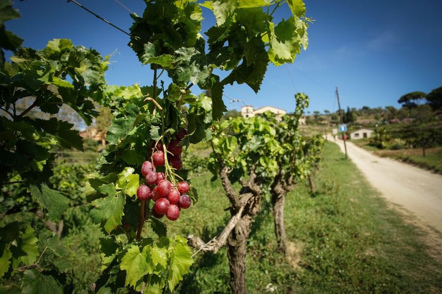 From Barcelona: Sailing and Wine Tasting Experience - Why this Barcelona day trip works