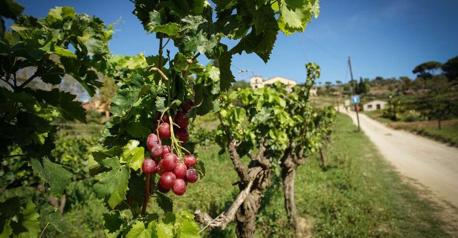 From Barcelona: Sailing and Wine Tasting Experience - Tasting three wines with local food