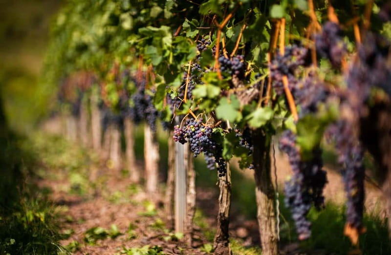From Bilbao: La Rioja Wineries Day Trip with Wine Tastings - On the road from Bilbao to Haro