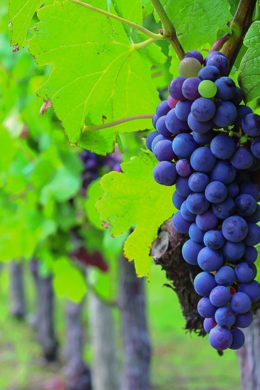 From Bordeaux: Full-Day Medoc Wine Tour - First château: begin with the winemaking basics