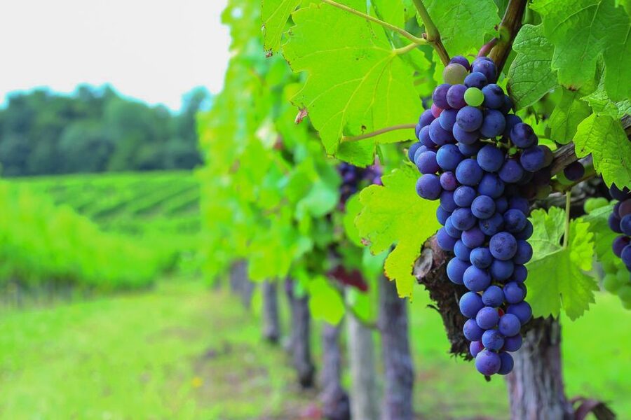 From Bordeaux: Full-Day Medoc Wine Tour - The drive north into Medoc