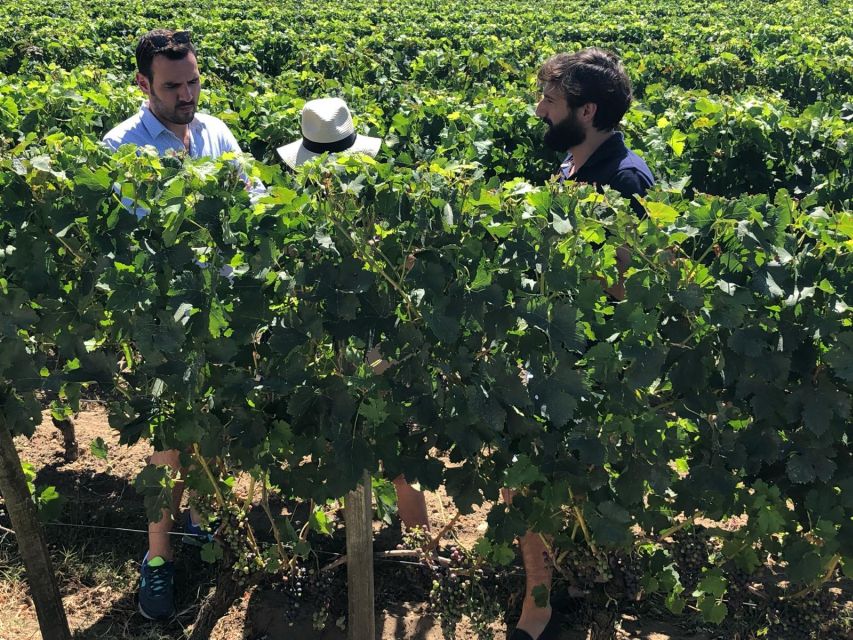 From Bordeaux: Half-Day Saint-Emilion Wine Tour - Who will get the most from this tour