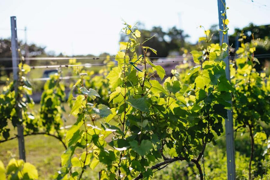 From Budapest: Half-Day Countryside Wine Tour with Meal - Guides make the ride worthwhile