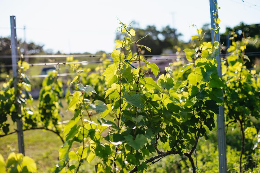 From Budapest: Half-Day Countryside Wine Tour with Meal - Value at $96 per person