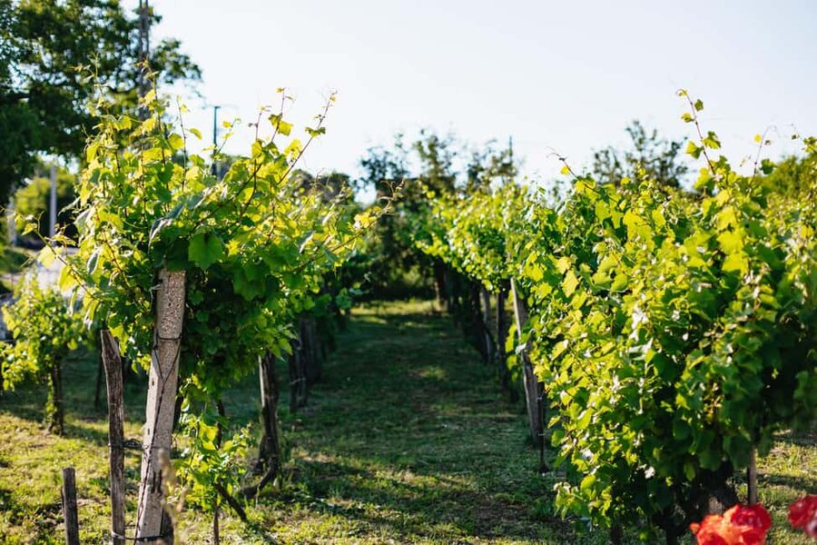 From Budapest: Half-Day Countryside Wine Tour with Meal - Timing, pickup, and practical details