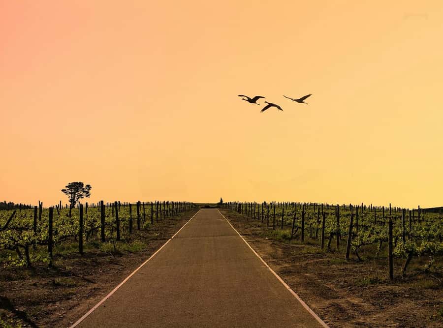 From Cape Town: Winelands Full Day Tour and Wine Tasting - Key points to know before booking
