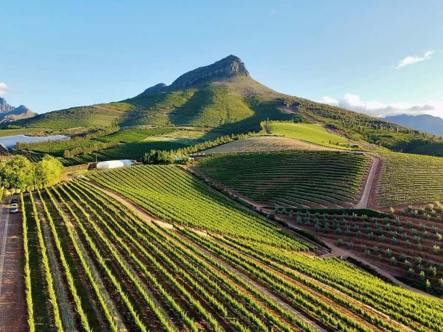 From Cape Town: Winelands Full Day Tour and Wine Tasting - A short walk through Stellenbosch