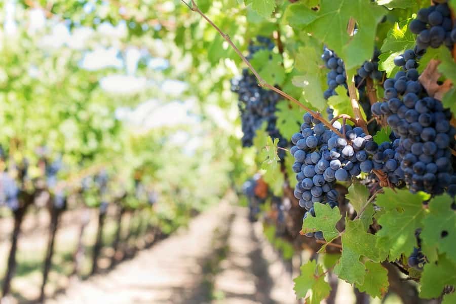 From Cape Town: Winelands Full Day Tour and Wine Tasting - What the $102 price really covers