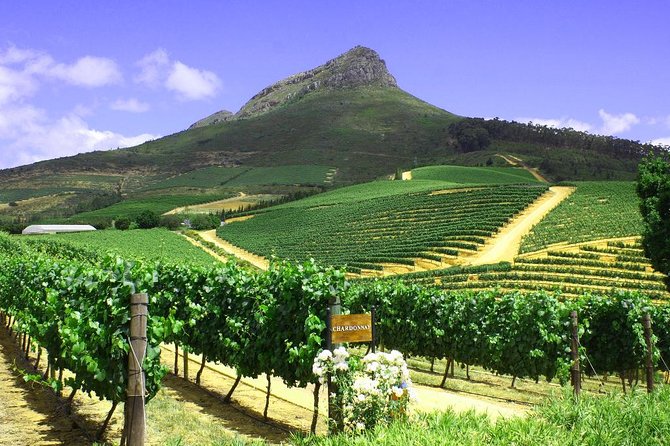 From CapeTown: Stellenbosch Half Day Wine Tour - How much value do you get for $53.72?