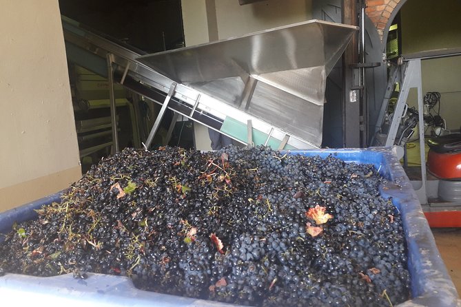 From CapeTown: Stellenbosch Half Day Wine Tour - The first farm: six wines and a flexible cheese pairing