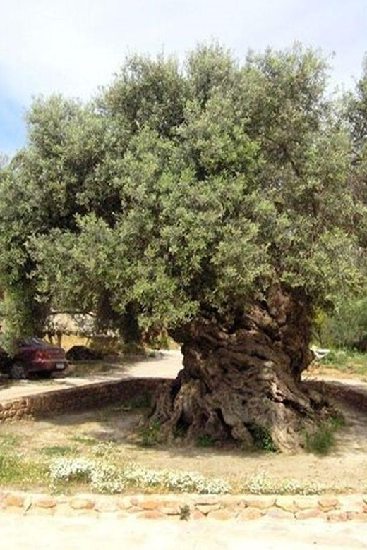 From Chania: Olive Oil, Wine, Cheese & Honey Tasting Tour - Bakery treats, local cheese, and a taste of everyday Crete