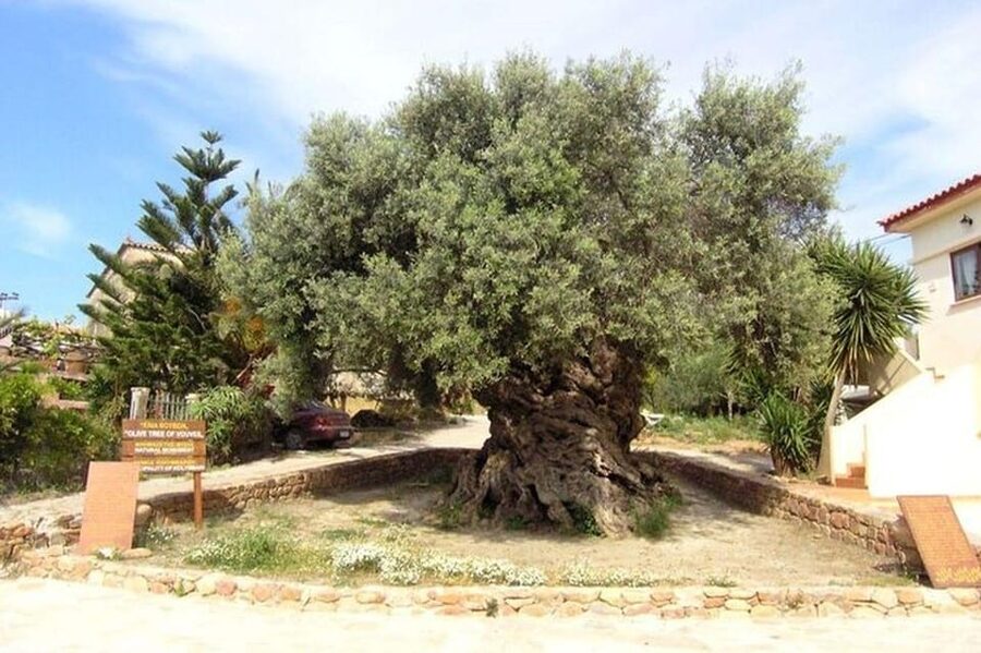 From Chania: Olive Oil, Wine, Cheese & Honey Tasting Tour - Honey, olive groves, and the olive oil mill