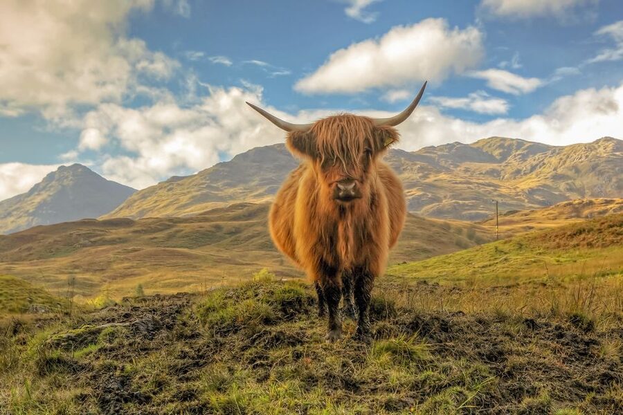 From Edinburgh: Stirling Castle, Loch Lomond & Whisky Tour - Why this day trip works well from Edinburgh