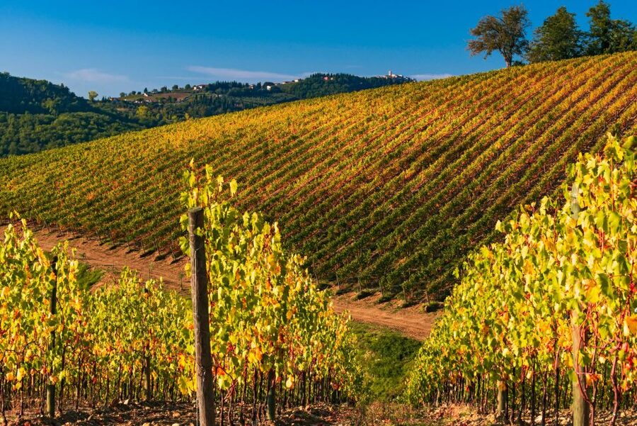 From Florence: Chianti Hills Half-Day Tour with Wine Tasting - The vinegar cellar and vin santo connection