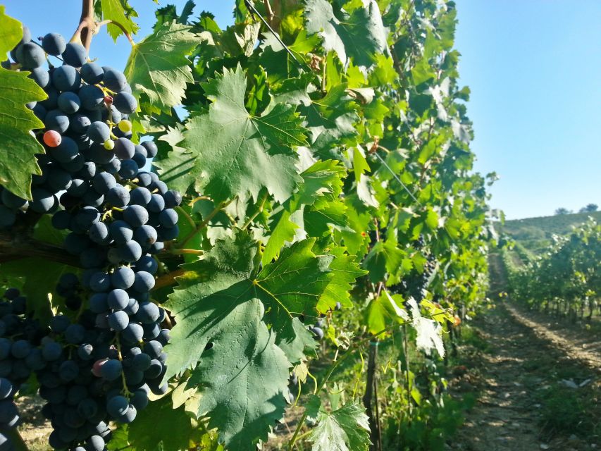 From Florence: Chianti Tour with Two Wine and Food Tastings - Should you book the Chianti tour?