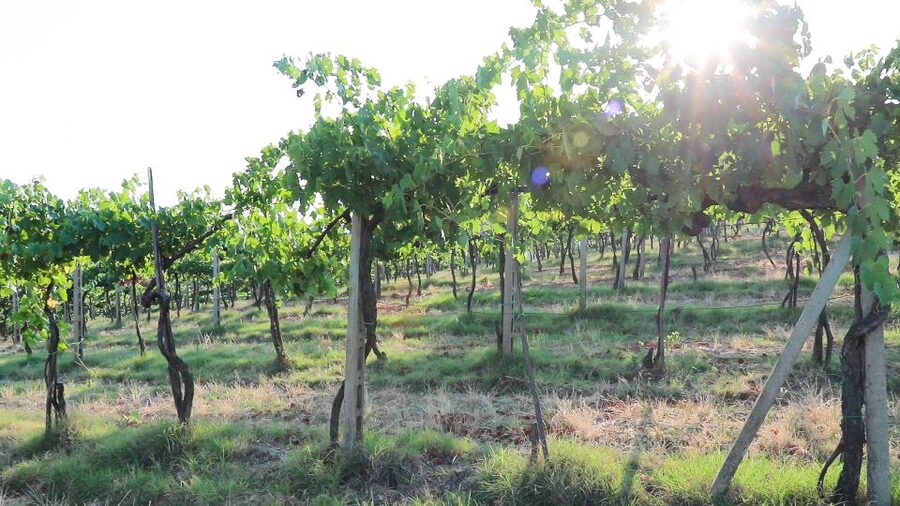 From Florence: Chianti Tour with Two Wine and Food Tastings - Wine, food, and the question of value