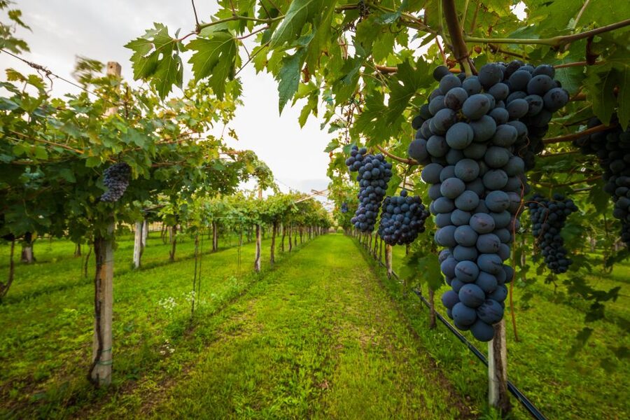 From Florence: Chianti Wine Tour with Tasting - First winery: a close look at Tuscan farm production