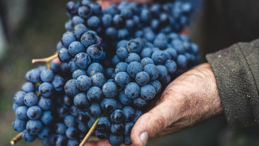 From Florence: Private Chianti Hills Tour with Tasting - Is $1,166 good value?