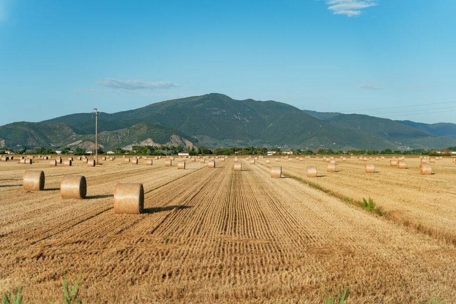 From Florence: Siena, San Gimignano, Pisa & Lunch at Winery - The Chianti winery lunch