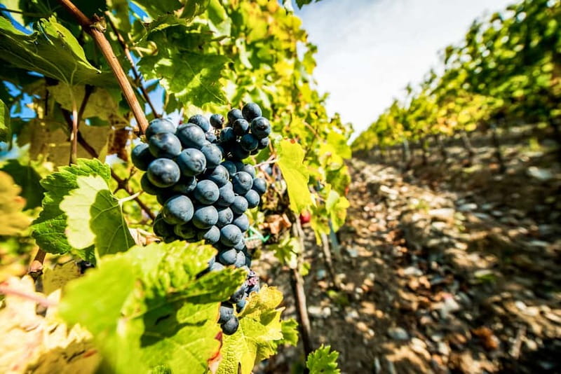 From Florence: Tuscany Wine & Food Tour with Guide - First winery: learning how Chianti becomes wine