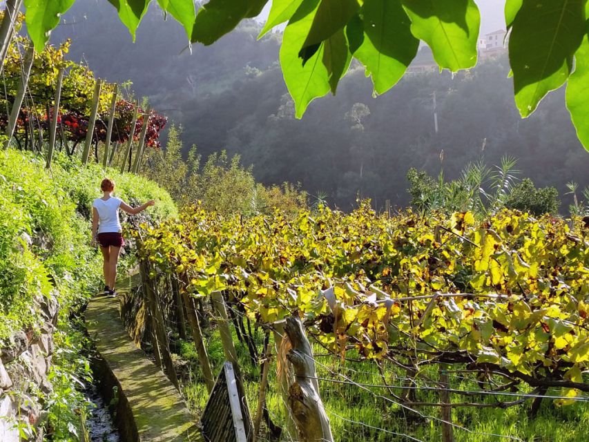 From Funchal: Full-Day Madeira Wine Tour with Lunch - Why this tour works for seeing Madeira through wine