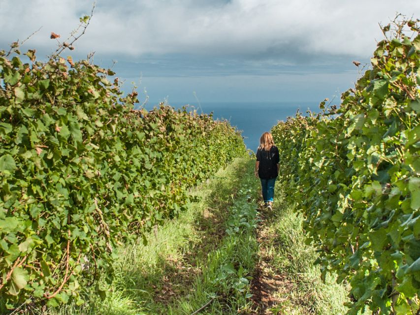 From Funchal: Full-Day Madeira Wine Tour with Lunch - Blandy’s cellars bring Madeira Wine into focus