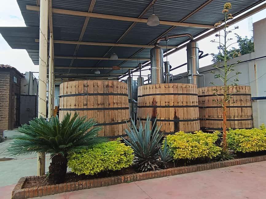 From Guadalajara: Tequila Town and Cantaritos El Guero - English support and guide quality