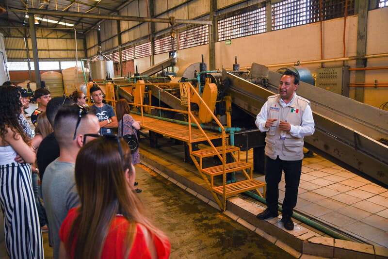 From Guadalajara: Tequila Trail Tour with Tasting - Walking through Jalisco’s blue agave fields