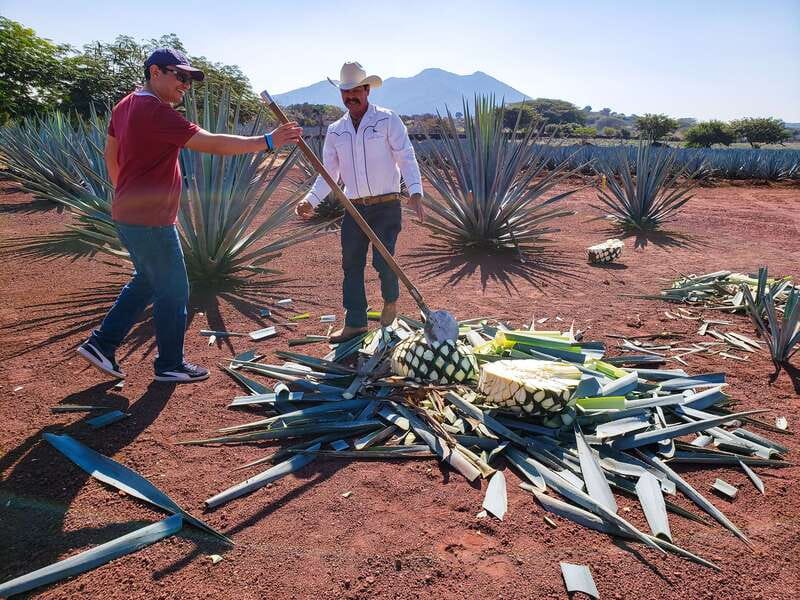 From Guadalajara: Town of Tequila & Jose Cuervo Factory Tour - The agave fields and the first lesson