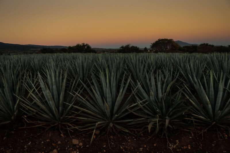 From Guadalajara: Town of Tequila & Jose Cuervo Factory Tour - Is $145 a fair price?