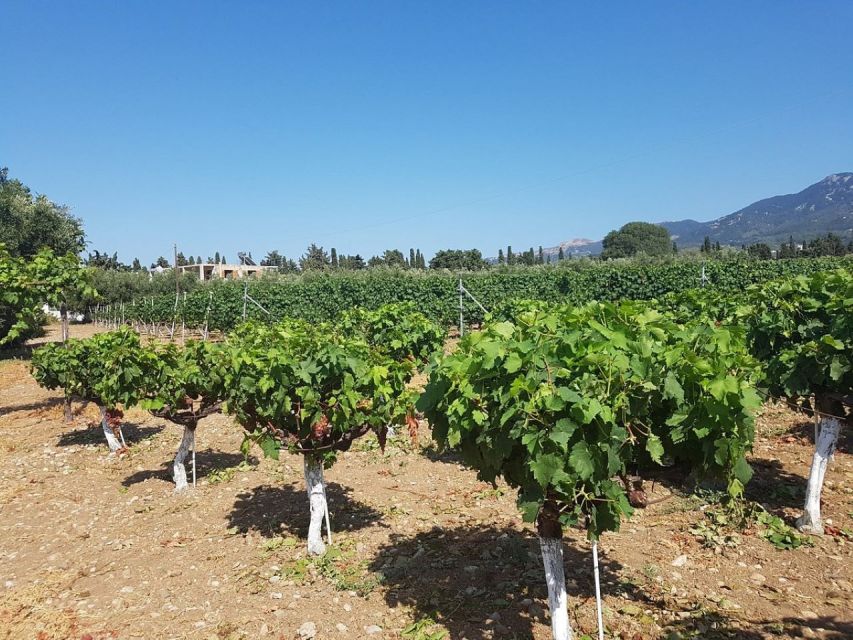 From Kos: Tour of 2 Wineries with Wine Tasting & Small Bites - A short Kos wine tour with a useful point of view
