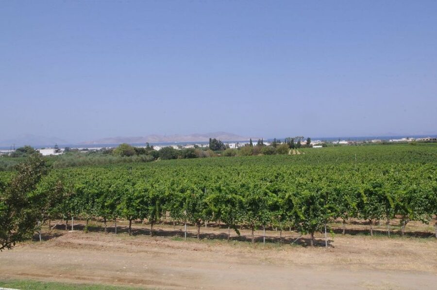 From Kos: Tour of 2 Wineries with Wine Tasting & Small Bites - Is the tour suitable for you?